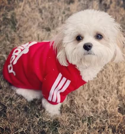 🐶 Adidog Pet Dog Hoodie | Warm, Stylish & Super Comfortable